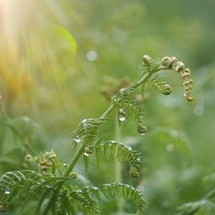 green fern leaves textured  in the nature, green background