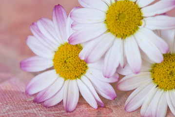 Fototapeta na wymiar White And Pink Daisy Flowers