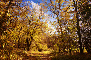 Fototapeta premium Landschaft 681