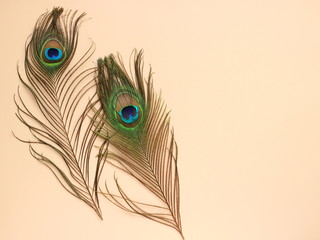 Clothing and home decoration. Beautiful peacock's feathers on light pink background. Top view with copy space for text.