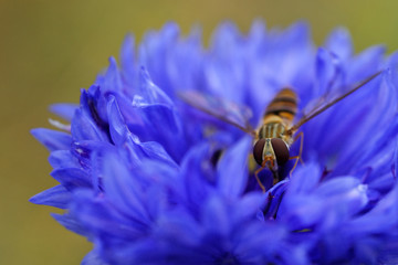 Kornblume