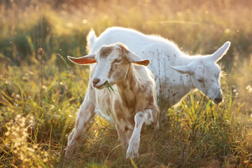 Tywo brown and white little goatling is on a golden meadow