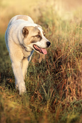 Naklejka na ściany i meble Vertical portrait of Asian Shepherd dog with tongue out
