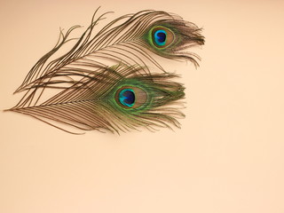 Obraz premium Clothing and home decoration. Beautiful peacock's feathers on light pink background. Top view horizontally with copy space for text.