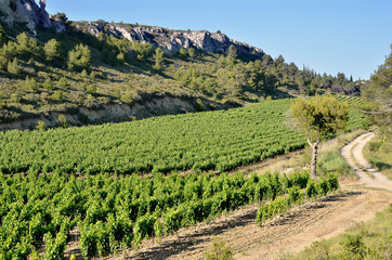 Vine in the scrubland near of Narbonne in southern France in the Languedoc-Roussillon region
