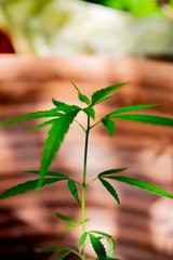 Cannabis plant in pots, marijuana trees