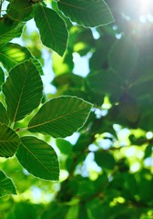 green tree leaves and branches in the nature, green background