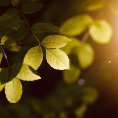 green tree leaves and branches in the nature, green background