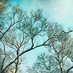 Bare tree brances against the blue sky.