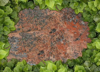 Old painted concrete wall creeper vines, ivy. Vintage panoramic banner background.