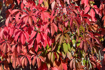 Red Japanese creeper (Parthenocissus) climbing up a facade 