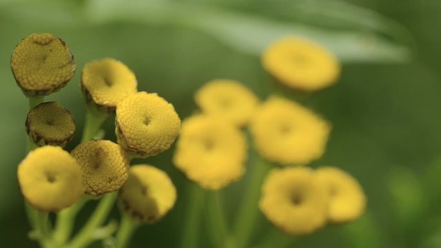 yellow persian daisy flowers on blurred natural background 