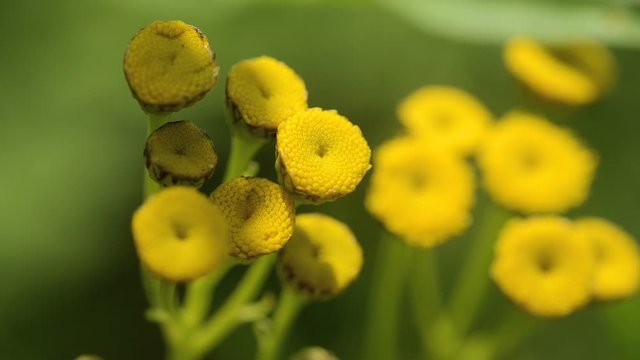yellow persian daisy flowers on blurred natural background 