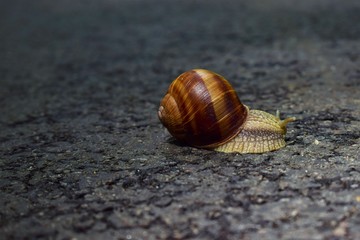 snail on a stone
