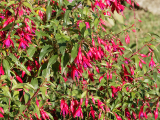 Fuchsia de Magellan aux fleurs rouge et violacée aux longues étamines (Fuchsia magellanica)