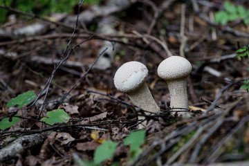 A group of young puffballs Lycoperdon perlatum. Young fruiting bodies are edible and very tasty.