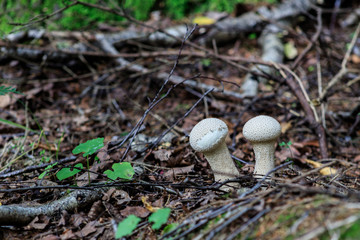 A group of young puffballs Lycoperdon perlatum. Young fruiting bodies are edible and very tasty.