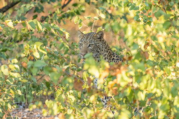 A leopard, Panthera pardus, hiding behind mopani bushes