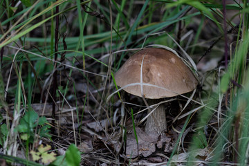 A cute birch aching, leccinum scabrum, fungus known as a coarse-stemmed ballet, or a Porsche stem close-up in the autumn forest.