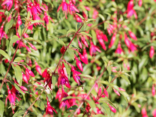 (Fuchsia magellanica) Rameaux de Fuchsia de Magellan aux fleurs rouges et violacées