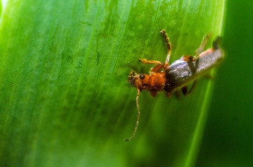 beetle fireman on a green leaf, beetle, insect