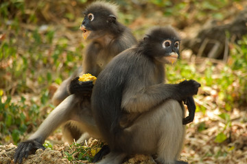 The dusky leaf monkey  wait for food from people who come to watch them every morning at Khao Lom Muak,Thailand