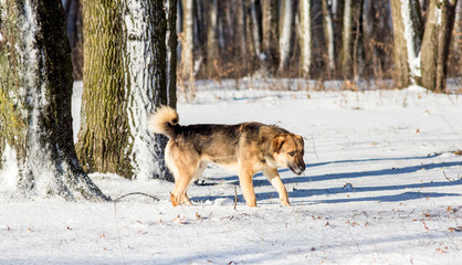 Fototapeta na wymiar Dog in winter forest in sunny weather. Winter landscape with dog_