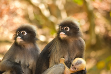 Fototapeta premium The dusky leaf monkey wait for food from people who come to watch them every morning at Khao Lom Muak,Thailand