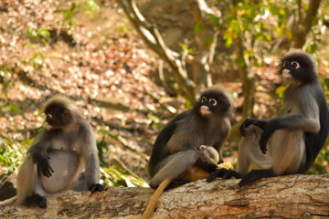 The dusky leaf monkey  wait for food from people who come to watch them every morning at Khao Lom Muak,Thailand