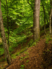 Hiking trail going among tree trunks in a summer forest