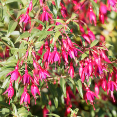 Fuchsia de Magellan aux fleurs rouge et violacée aux longues étamines (Fuchsia magellanica)