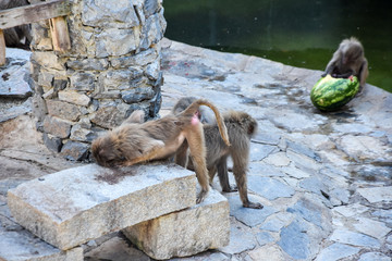 hamadryas baboon ( Papio hamadryas )  in a zoo