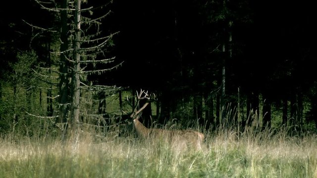 Red deer walking in wilderness area
