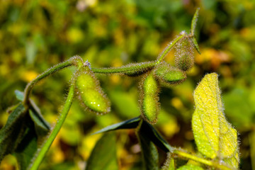 soybean pod filled with beans in a field against the sky