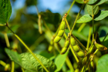 soybean pod filled with beans in a field against the sky