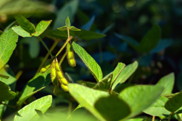 soybean pod filled with beans in a field against the sky