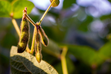 soybean pod filled with beans in a field against the sky