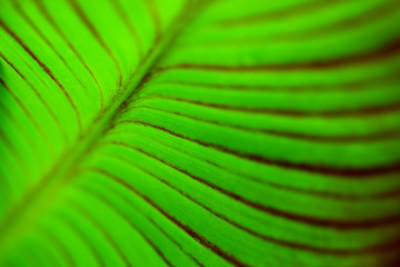 green leaf closeup