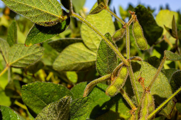 soybean pod filled with beans in a field against the sky