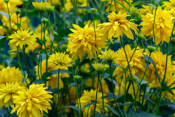 Rudbeckia laciniata yellow flowers closeup