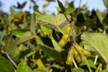 soybean pod filled with beans in a field against the sky