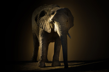 Fototapeta na wymiar Elefant in der Wüste