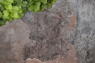 Old painted concrete wall creeper vines, ivy. Vintage panoramic banner background.