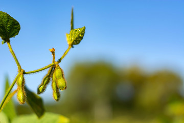 soybean pod filled with beans in a field against the sky