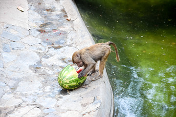 hamadryas baboon ( Papio hamadryas )  in a zoo