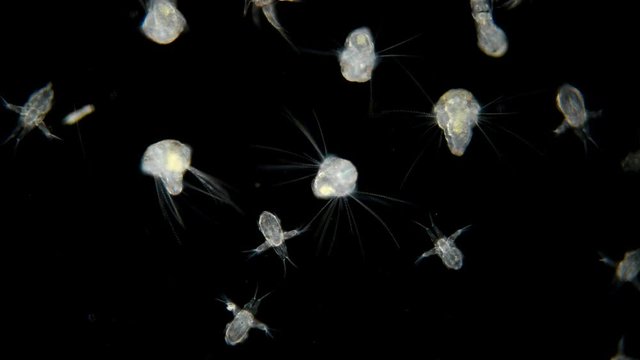 Black Sea plankton and zooplankton under a microscope, the diversity of species is both a worm and nauplios and larvae and Polychaeta, Cyclopidae, all of them are located in the lower food chain they