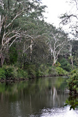 Fototapeta na wymiar Australian bush of riverside, cloudy day