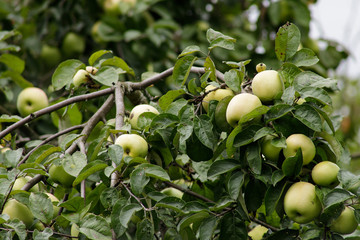 Organic apples hanging from a tree branch, apples in the orchard, apple fruit close up