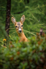 Cervinia - view of Cervinio Mountain - Landmark of Alps - history of mountaineering