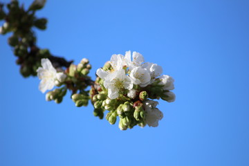 fleur de cerisier 